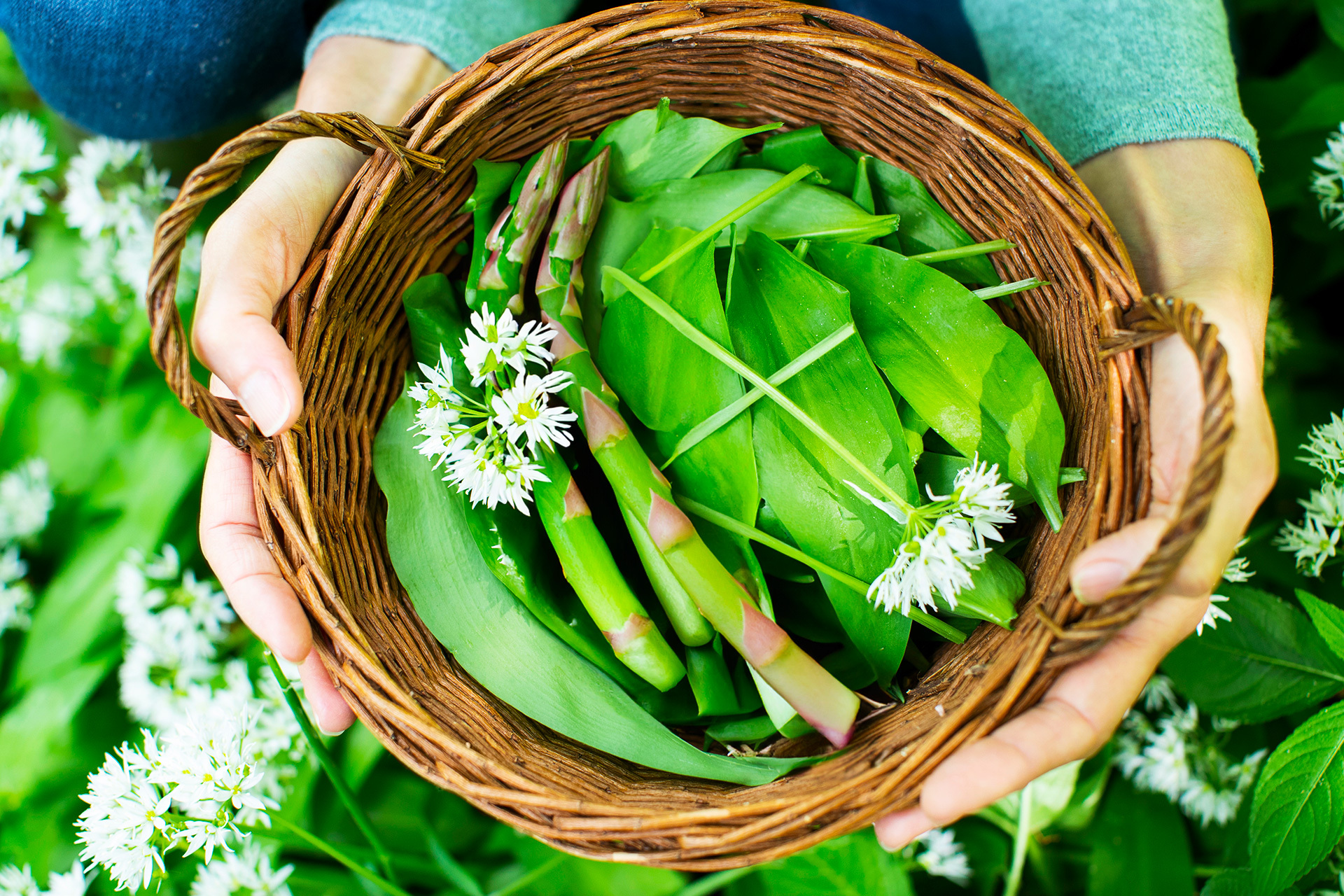 Aprile: è tempo di raccogliere gli asparagi selvatici
